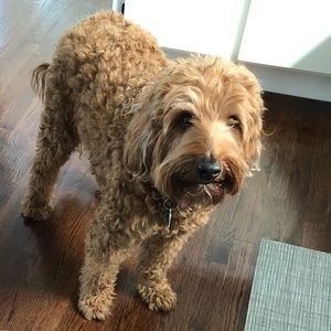 Meet your Posher, James